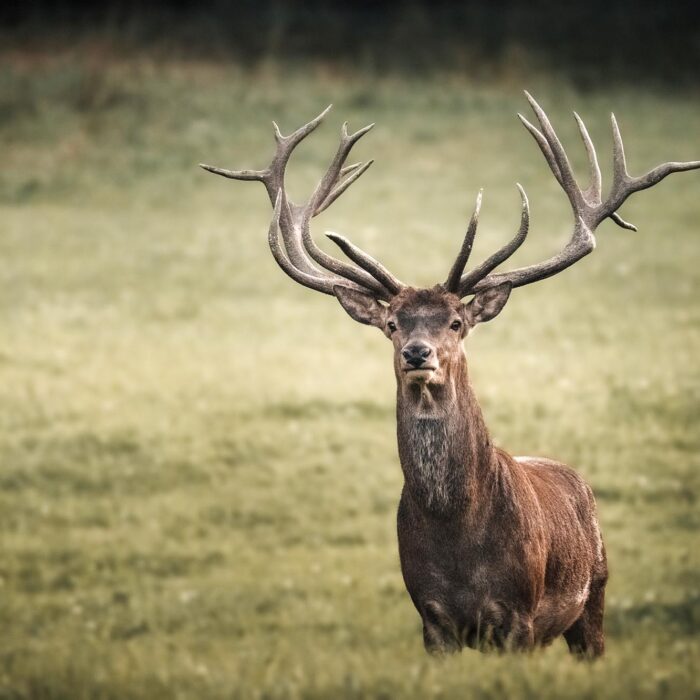 Analyse de l&rsquo;impact des activités de chasse sur le cerf élaphe