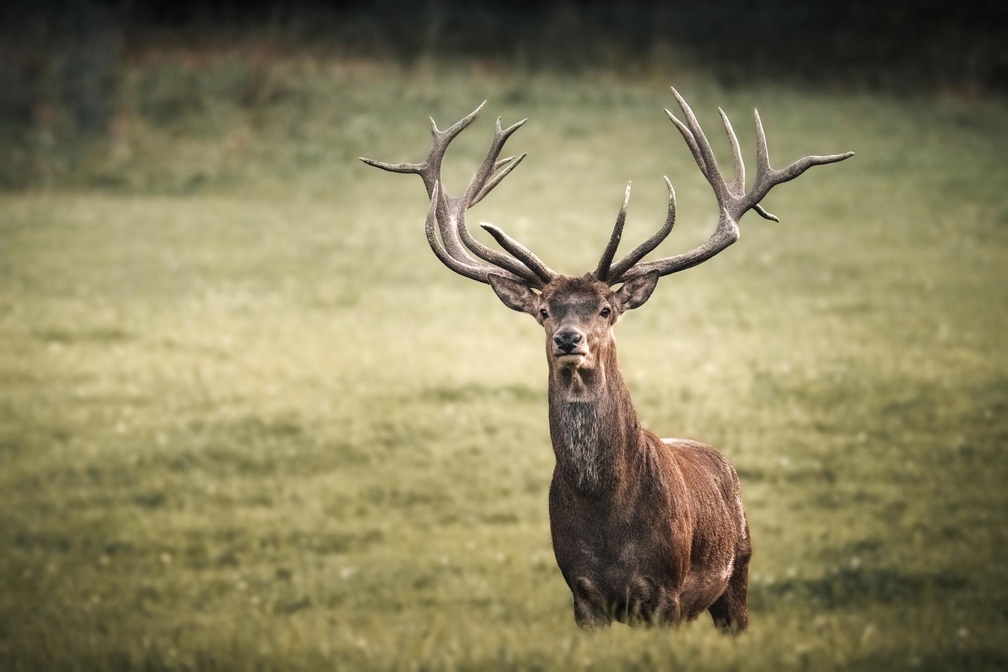 Analyse de l&rsquo;impact des activités de chasse sur le cerf élaphe
